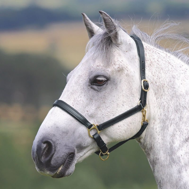 Load image into Gallery viewer, Velociti GARA Ragley Lined Leather Headcollar
