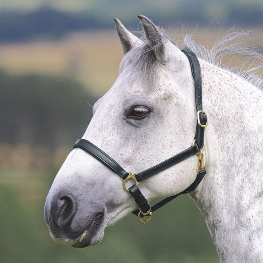 Velociti GARA Ragley Lined Leather Headcollar