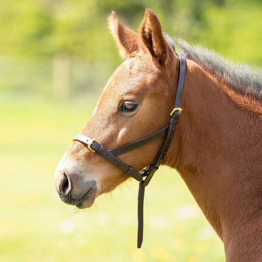 Velociti GARA Leather Foal Slip
