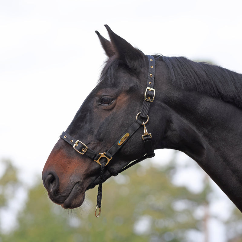 Load image into Gallery viewer, ARMA Control Headcollar
