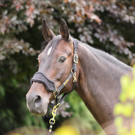 ARMA Fleece Headcollar & Lead Rope
