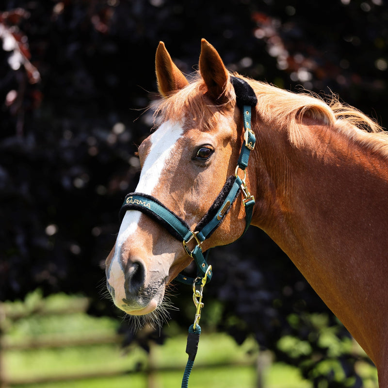 Load image into Gallery viewer, ARMA Logo Headcollar &amp; Lead Rope
