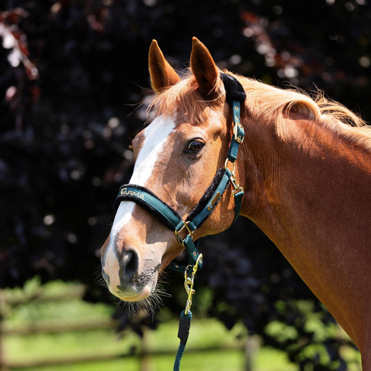 ARMA Logo Headcollar & Lead Rope