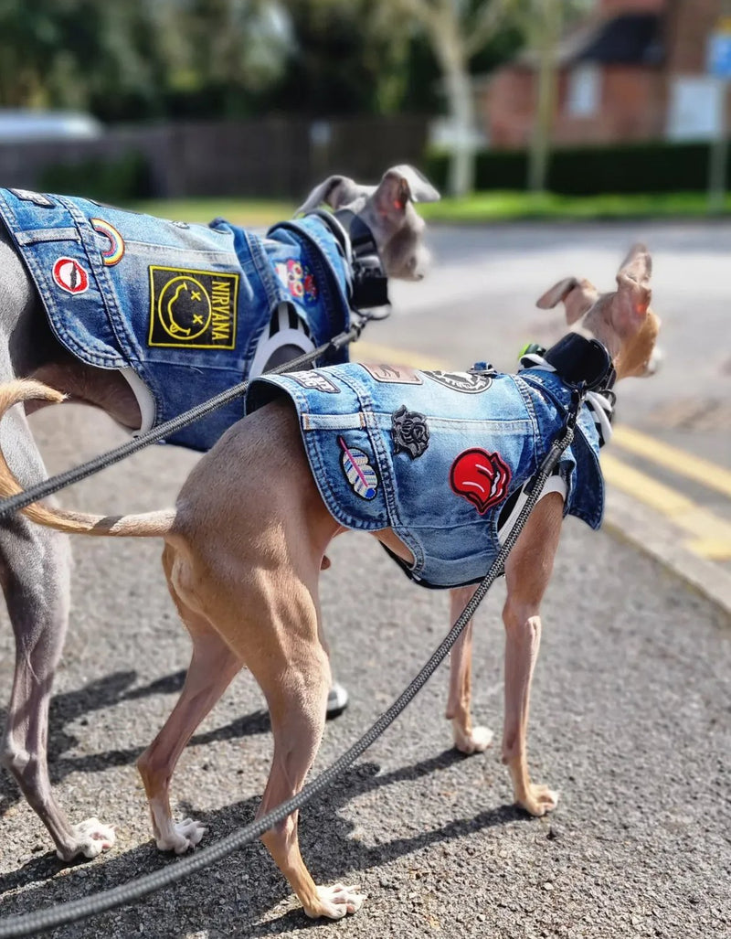 Load image into Gallery viewer, Denim Jacket - Cool Iggy Club
