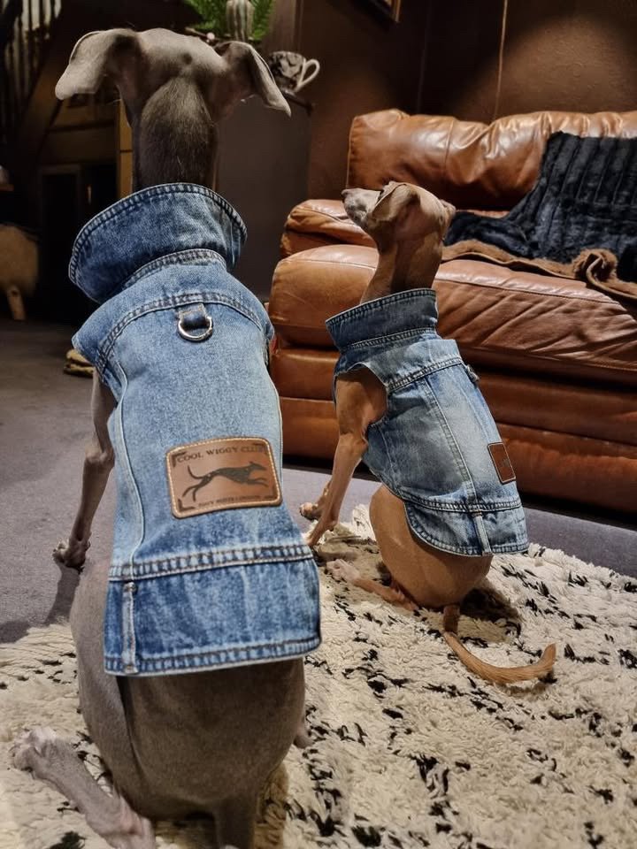 Load image into Gallery viewer, Denim Jacket - Cool Iggy Club
