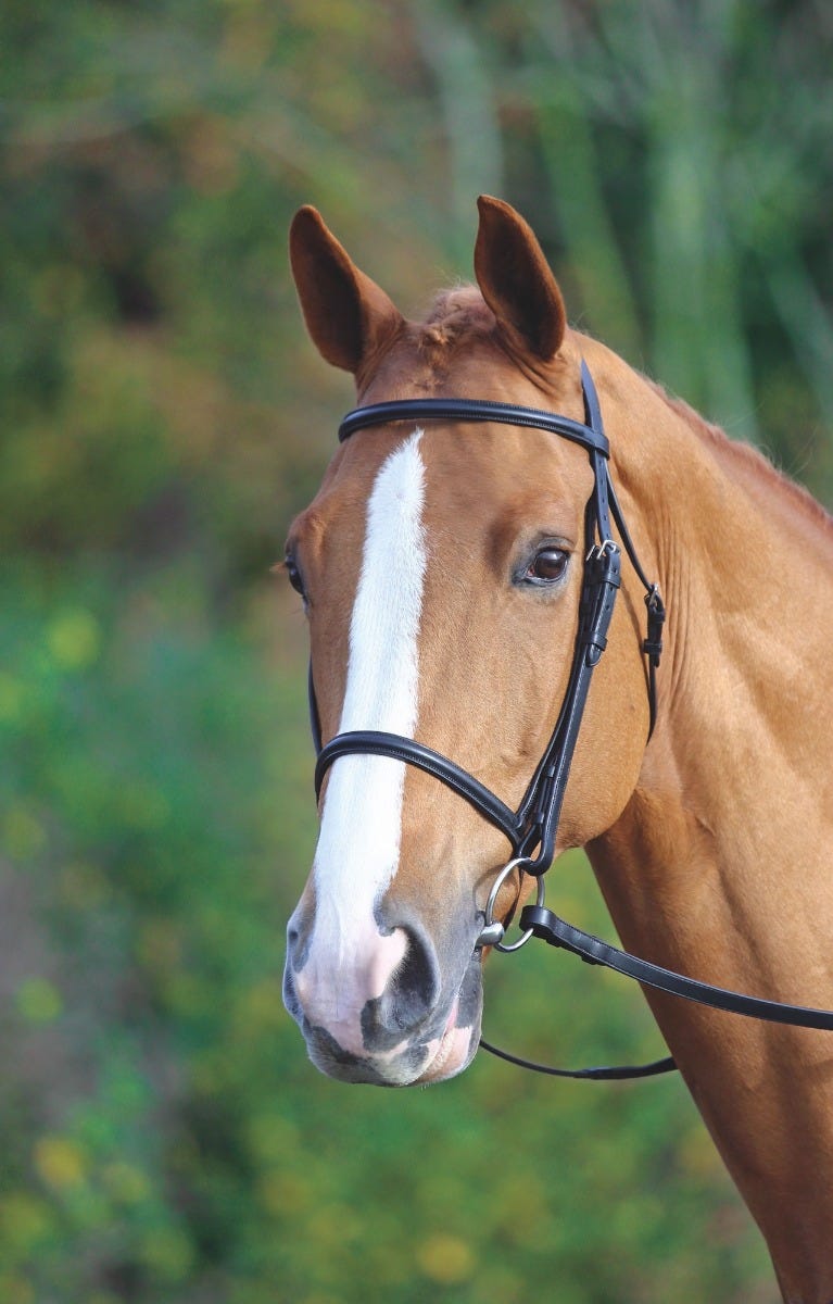 Load image into Gallery viewer, Velociti GARA Raised Cavesson Bridle
