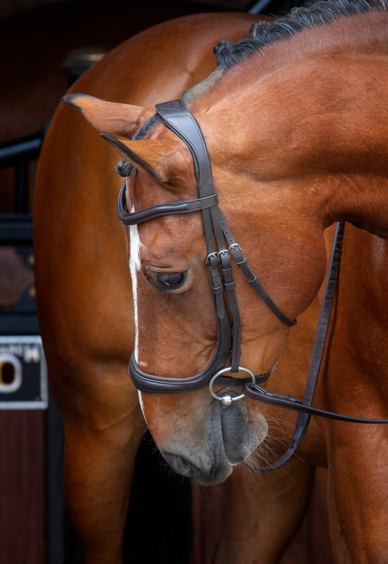 Load image into Gallery viewer, Velociti RAPIDA Ergonomic Cavesson Bridle
