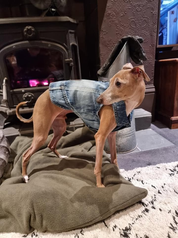 Load image into Gallery viewer, Denim Jacket - Cool Iggy Club
