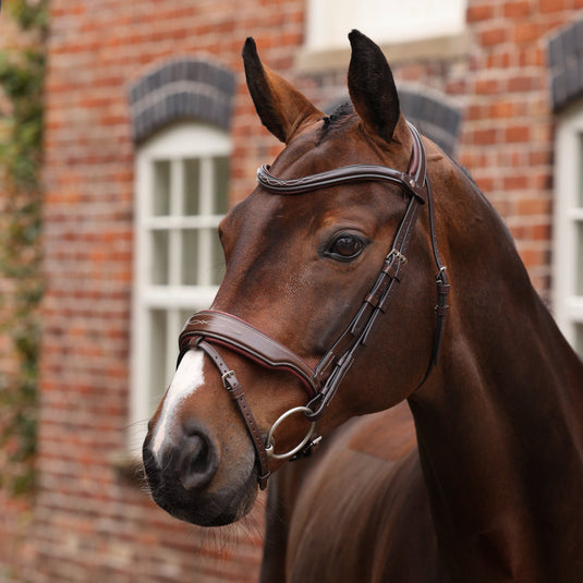Velociti LUSSO Opus 180M Dressage Flash Bridle
