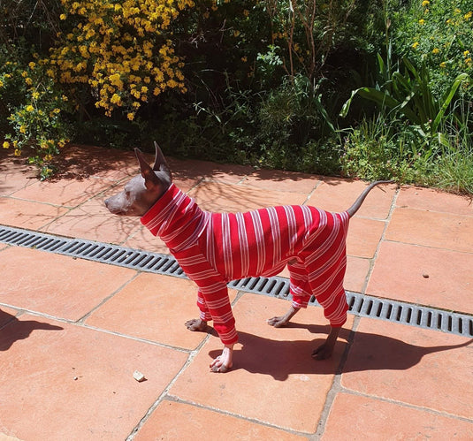Ribbed Jersey Suit - Candy Cane