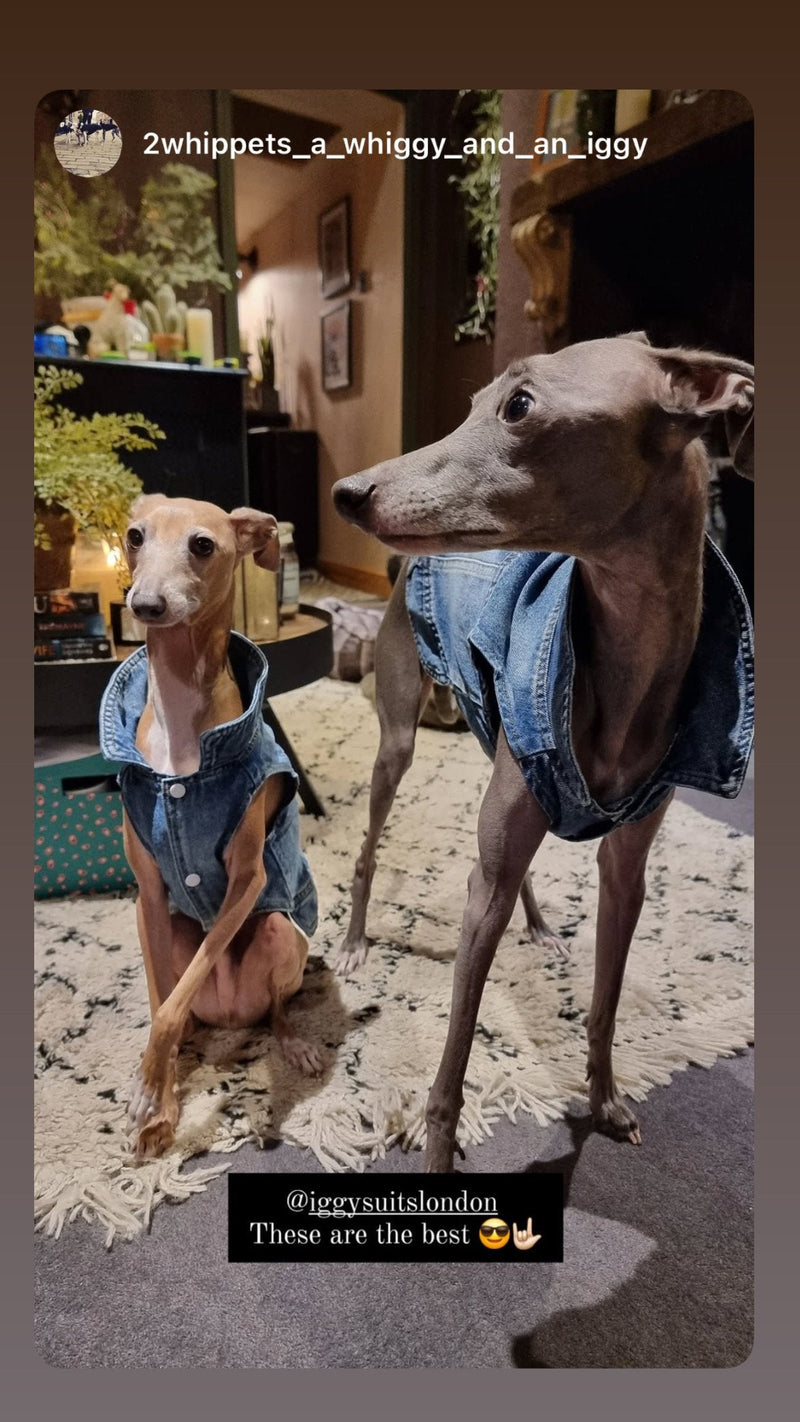 Load image into Gallery viewer, Denim Jacket - Cool Iggy Club
