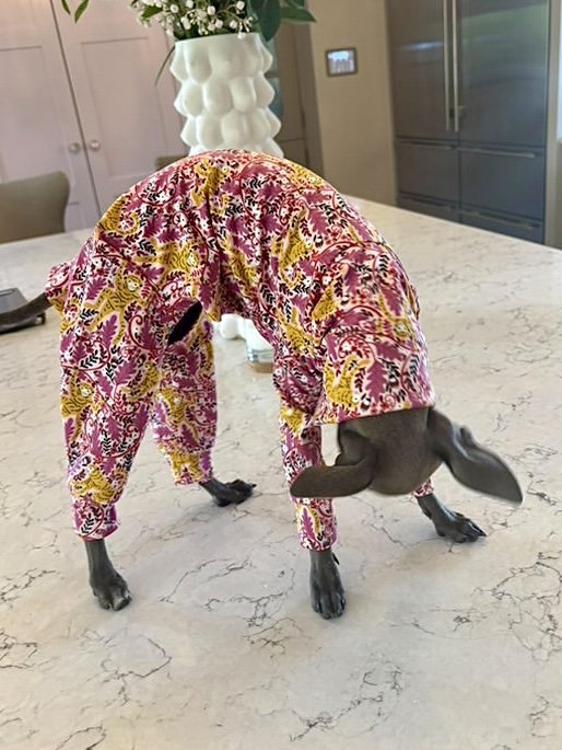 Load image into Gallery viewer, Jersey Suit - Cheeky Monkey
