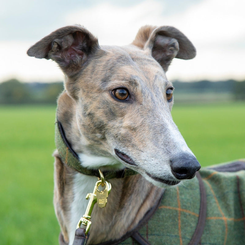 Load image into Gallery viewer, Digby &amp; Fox Tweed Greyhound Collar

