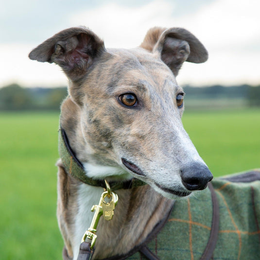 Digby & Fox Tweed Greyhound Collar