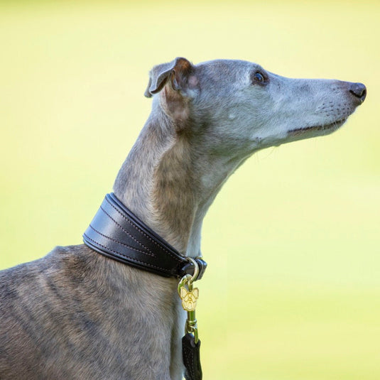 Digby & Fox Padded Greyhound Collar