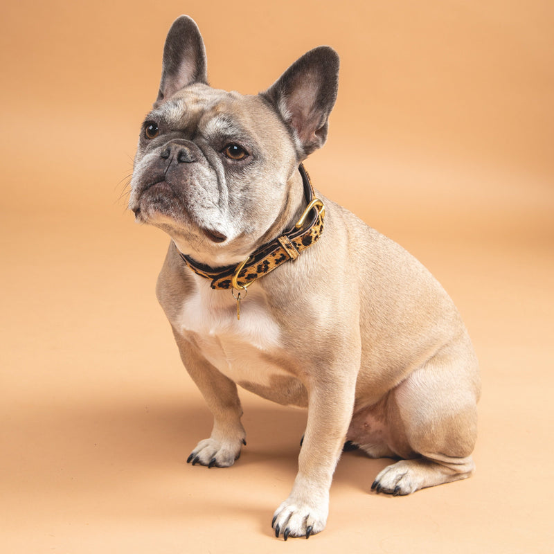 Load image into Gallery viewer, Digby &amp; Fox Cow Hair Dog Collar
