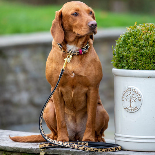 Digby & Fox Cow Hair Dog Collar