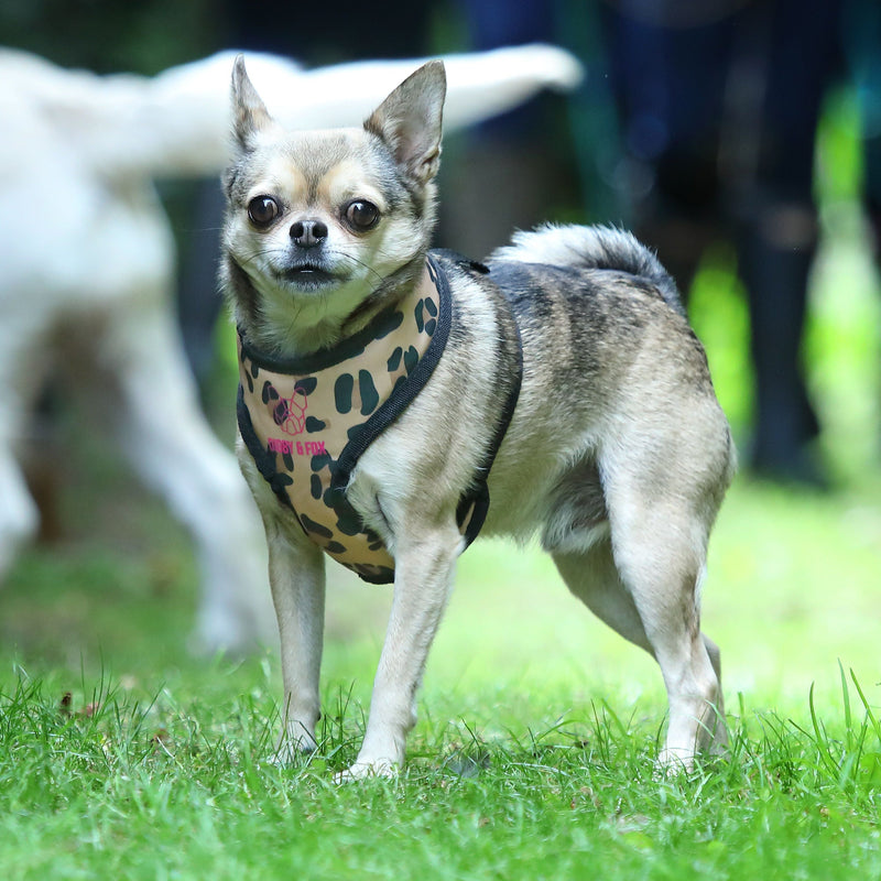 Load image into Gallery viewer, Digby &amp; Fox Leopard Print Harness
