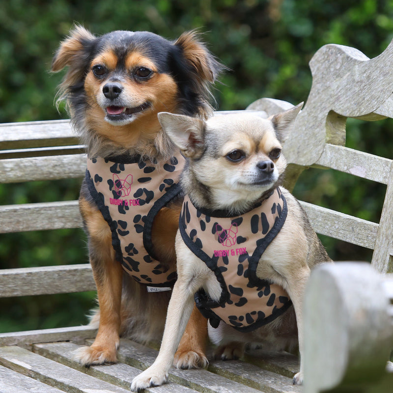 Load image into Gallery viewer, Digby &amp; Fox Leopard Print Harness
