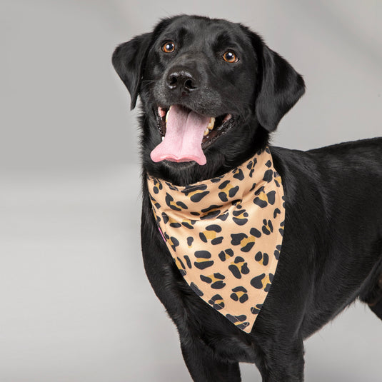 Digby & Fox Bandana