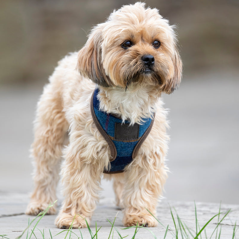 Load image into Gallery viewer, Digby &amp; Fox Tweed Dog Harness
