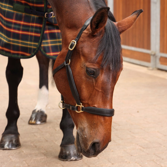 9377 - Shires Tempest Plus Lite Stable Rug - Ashurst Equestrian & Country