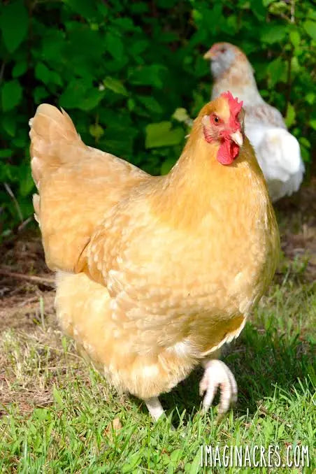 Chicken
