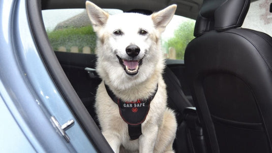Clix CarSafe In-Car Safety Harness