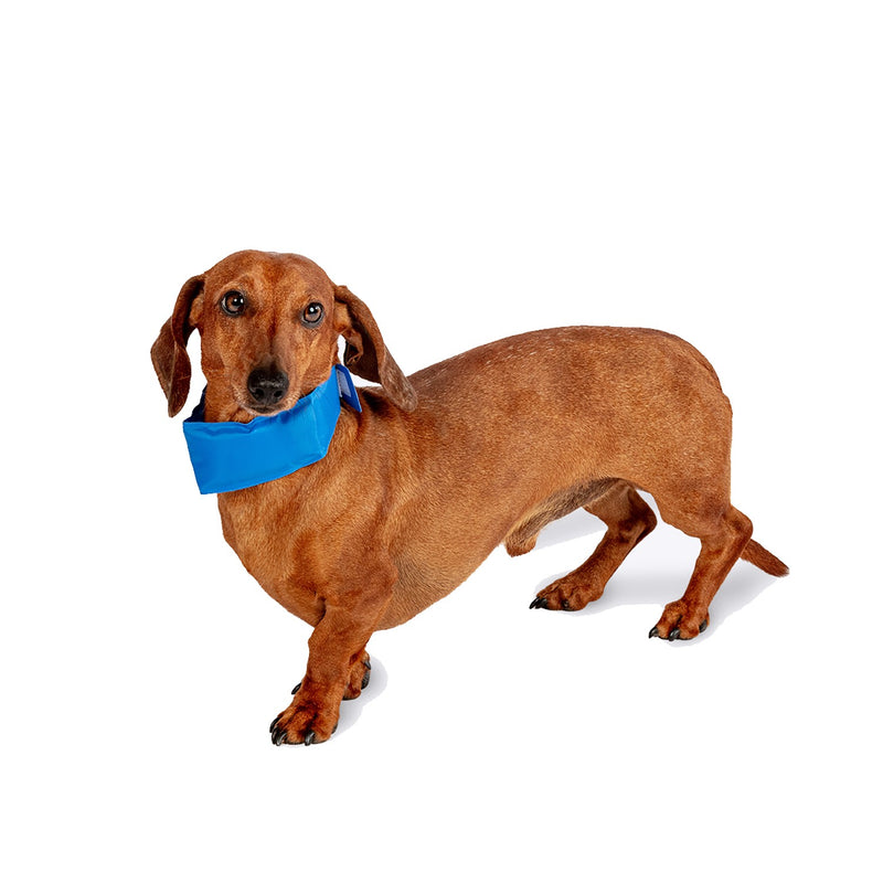 Load image into Gallery viewer, Danish Design Pet Cooling Collar

