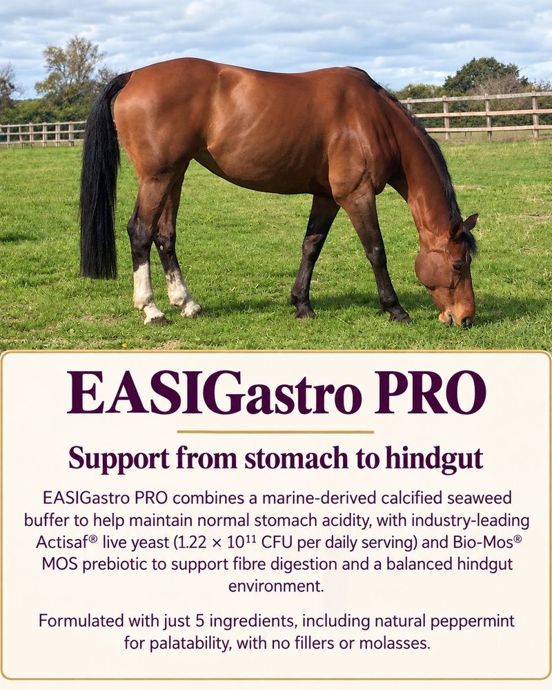 Load image into Gallery viewer, EASIGASTRO Pro
