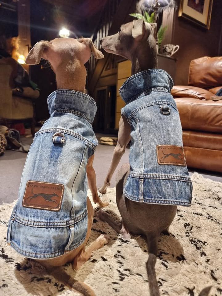 Load image into Gallery viewer, Denim Jacket - Cool Iggy Club
