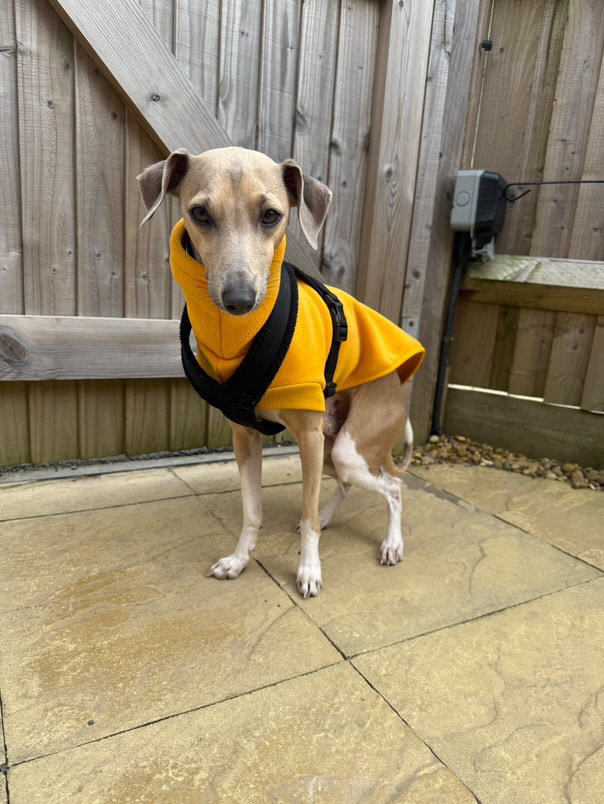 Load image into Gallery viewer, Open-Leg Fleece Vest - Yellow
