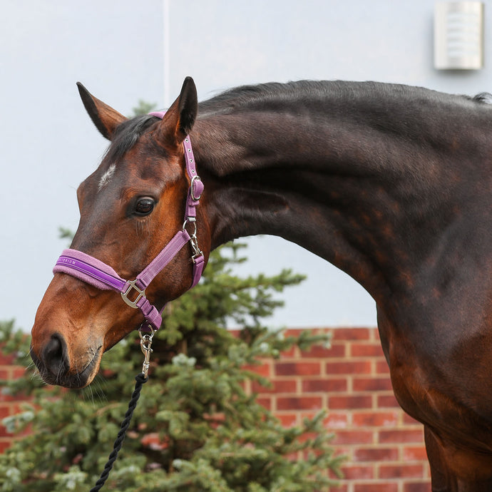 Equilibrium Stellar Style Headcollar Purple