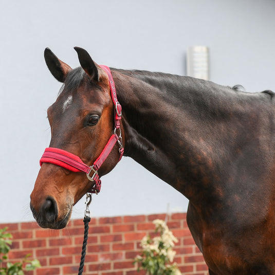 Equilibrium Stellar Style Headcollar Red