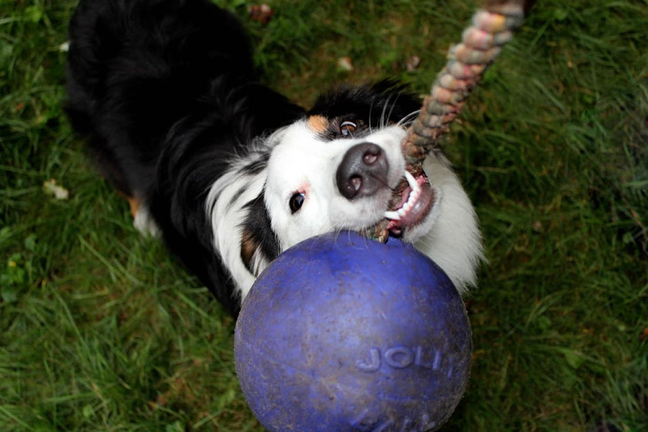 Jolly Pets Romp N Roll Purple