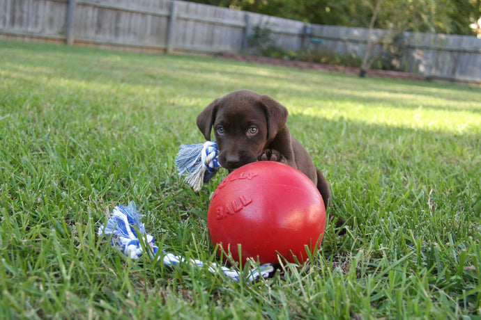 Jolly Pets Romp N Roll Red