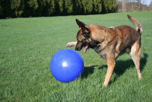 Jolly Pets Push N Play Blue