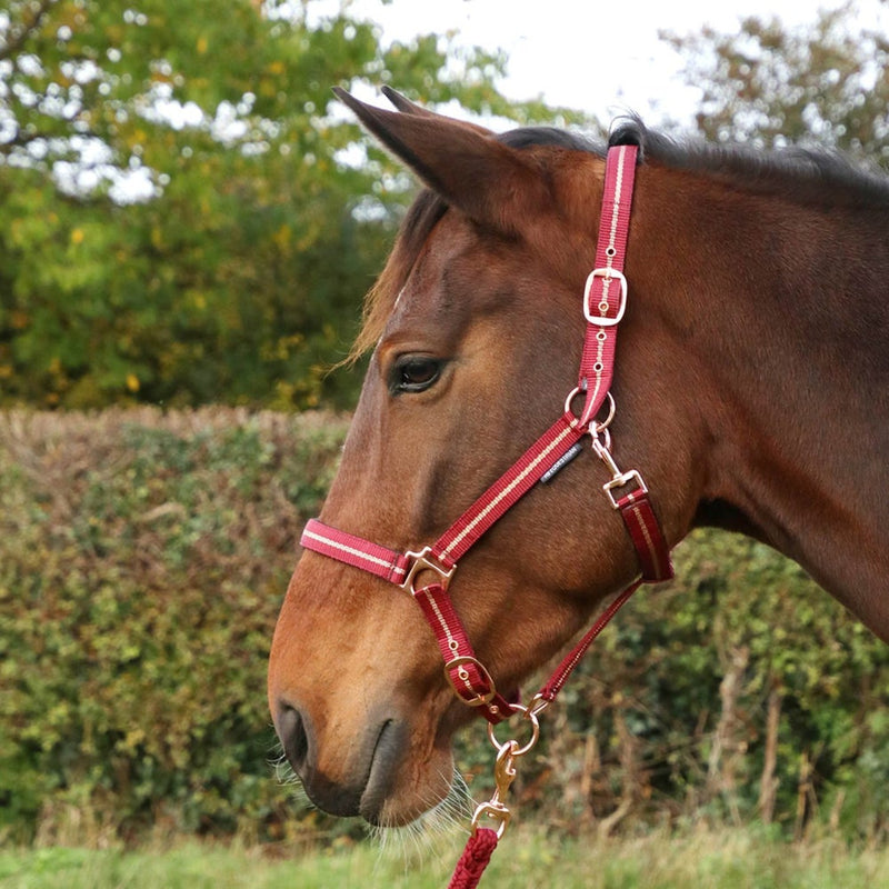 Load image into Gallery viewer, Hy Equestrian Rose Glitter Headcollar &amp; Lead Rope Burgundy
