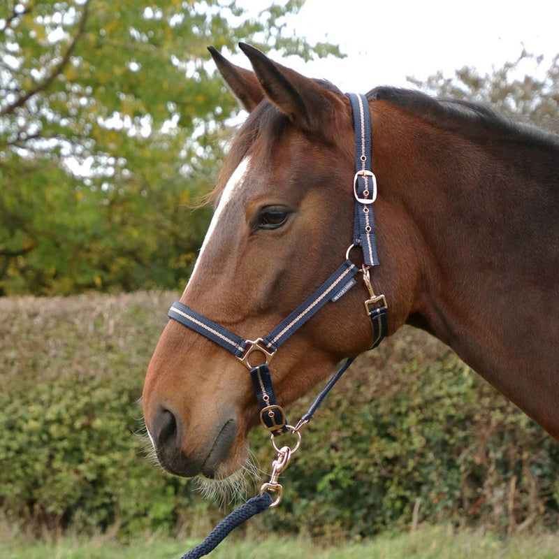 Load image into Gallery viewer, Hy Equestrian Rose Glitter Headcollar &amp; Lead Rope Navy
