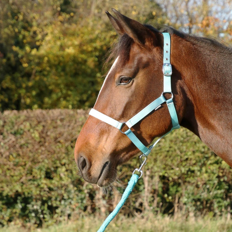 Load image into Gallery viewer, Hy Equestrian Ombre Headcollar &amp; Lead Rope Teal
