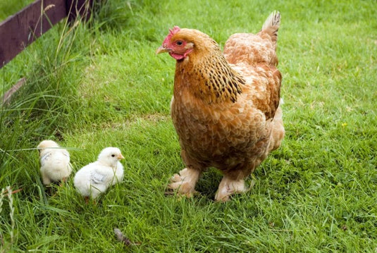 Shop Chicken