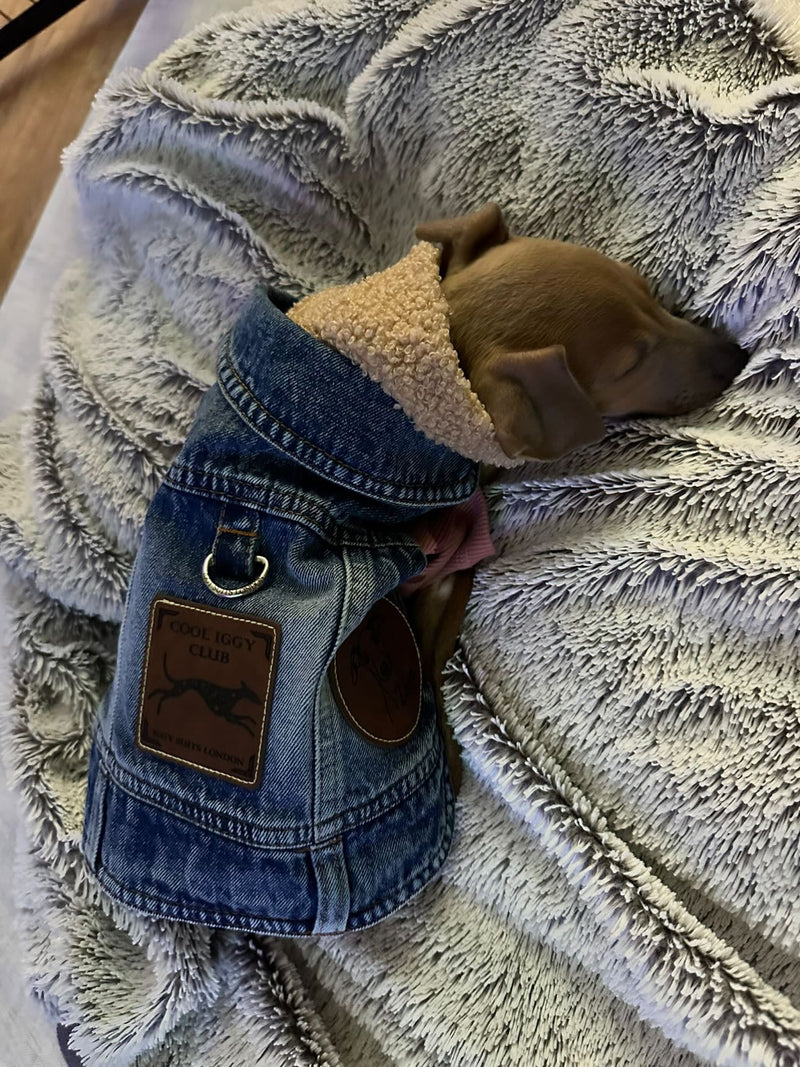 Load image into Gallery viewer, Denim Jacket - Cool Iggy Club
