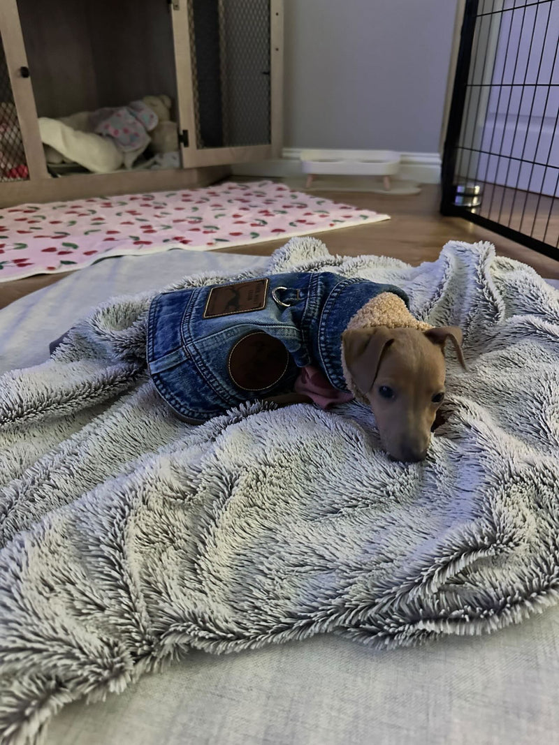 Load image into Gallery viewer, Denim Jacket - Cool Iggy Club
