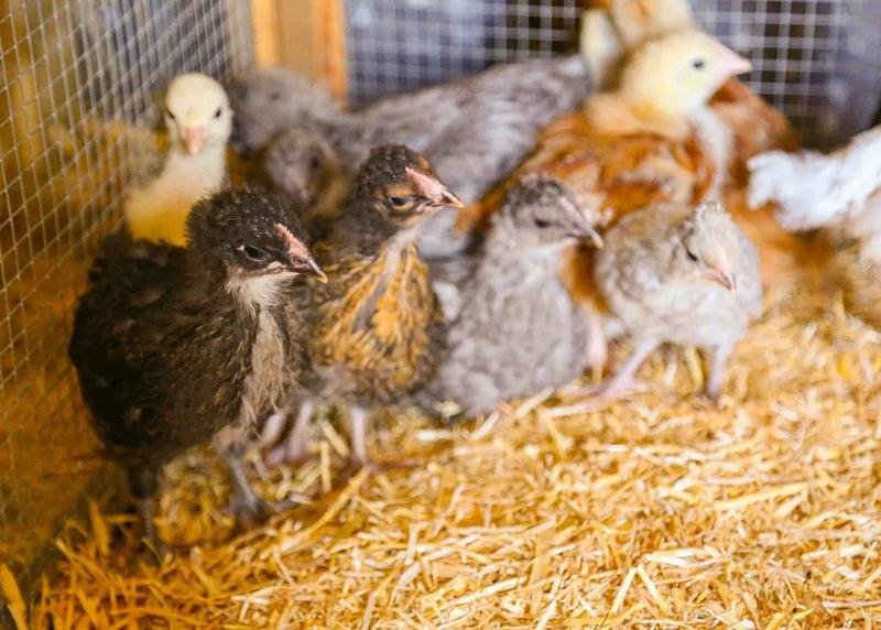 Load image into Gallery viewer, ChickSoft Bedding 16kg
