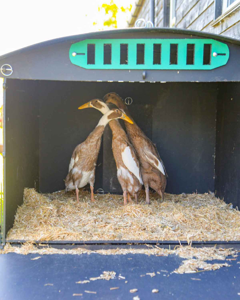 Load image into Gallery viewer, ChickSoft Bedding 16kg
