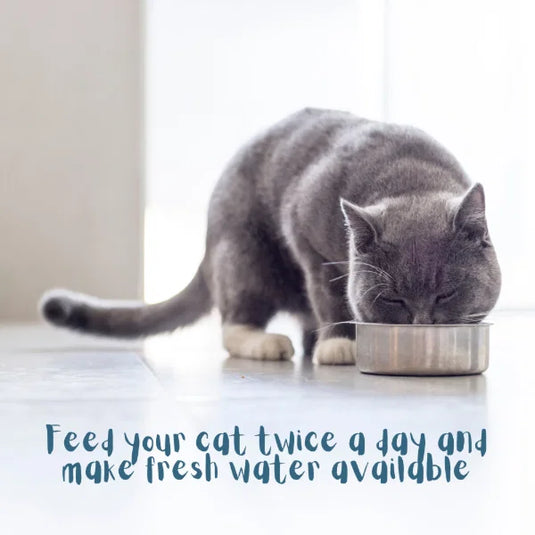 Munchy Cat 10kg