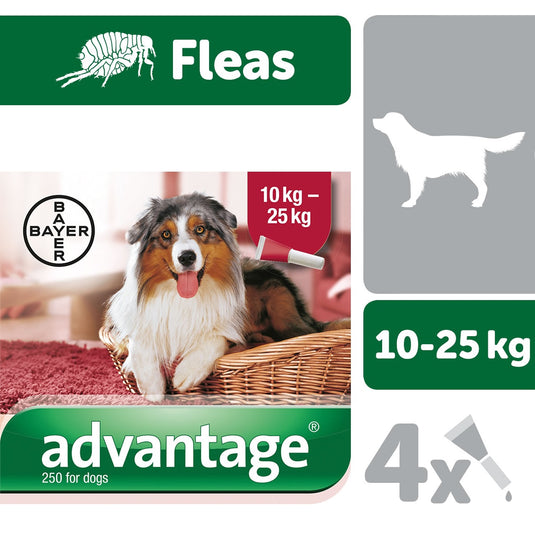 Elanco Advantage 250 Spot On For Dogs 10 25 Kg