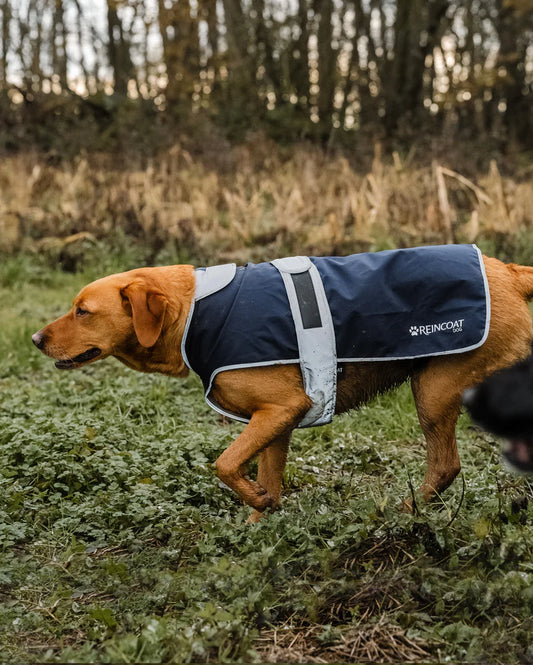 Reincoat Dog Coat