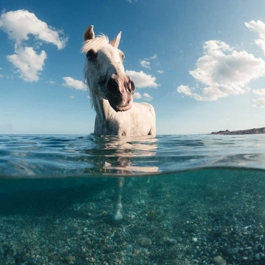 Shop Horse