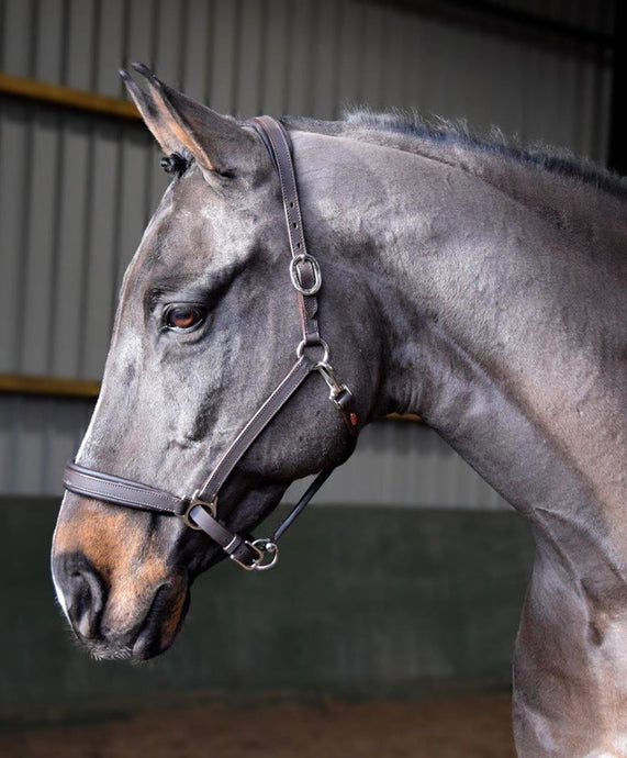 Whitaker Ready To Ride Leather Headcollar Black